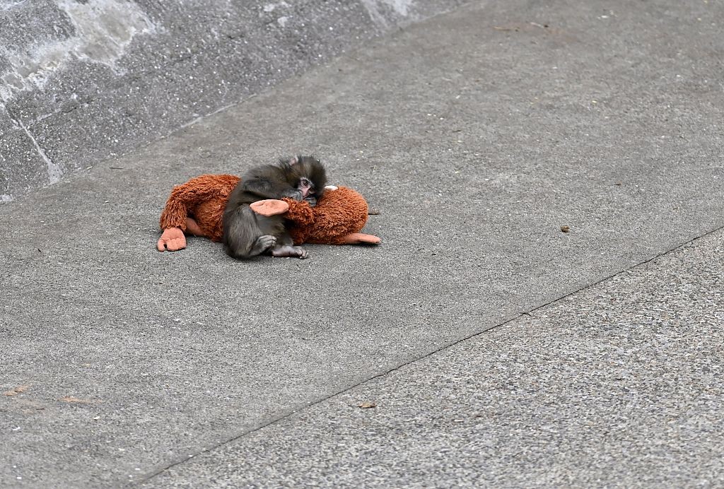 Sucesso nas redes, pelúcia de Punch, macaco abandonado pela mãe, vira febre e esgota em lojas pelo mundo; preços chegam a R$ 650