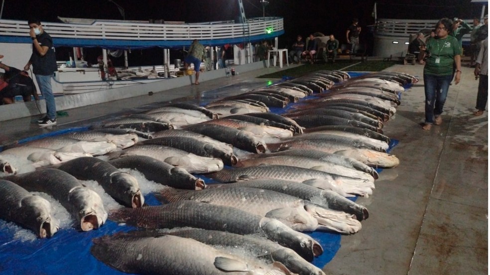 Operação no Amazonas apreende toneladas de pescado ilegal na região do Médio Solimões, a 360km da capital. Dentre eles estava o pirarucu — Foto: BBC News fonte