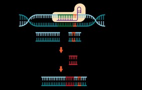 A era da medicina genômica com CRISPR chegou