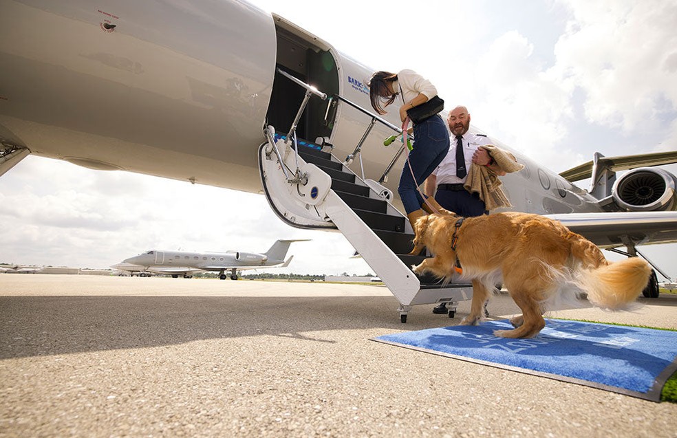 BARK Air é a primeira companhia aérea para cães — Foto: Divulgação/BARK Air