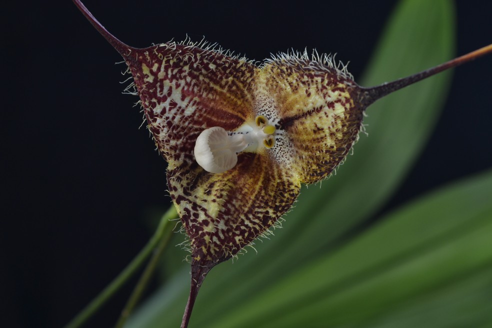 As flores da orquídea se assemelham à cabeça de um macaco — Foto: Getty Images