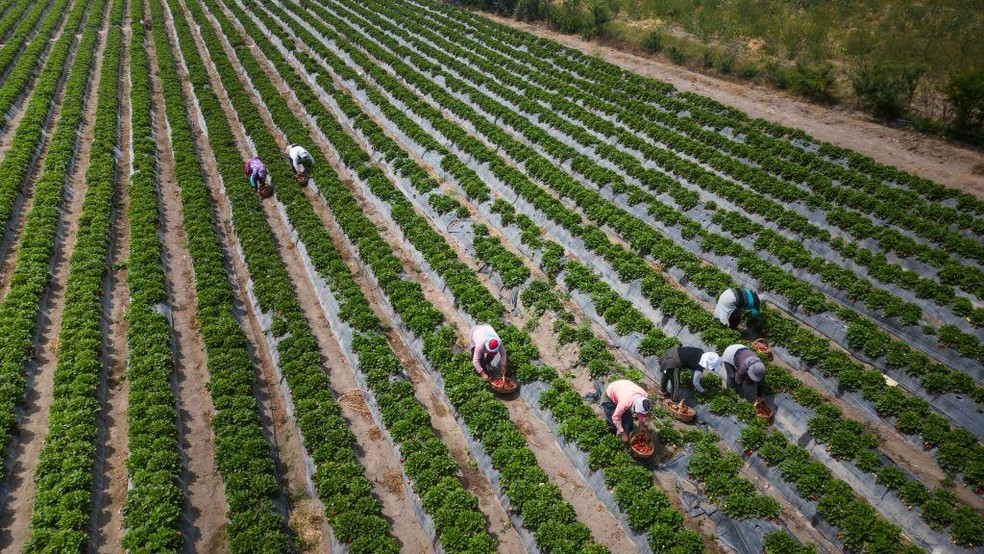 Regiões como Ica se transformaram em grandes centros de produção agrícola — Foto: BBC News fonte