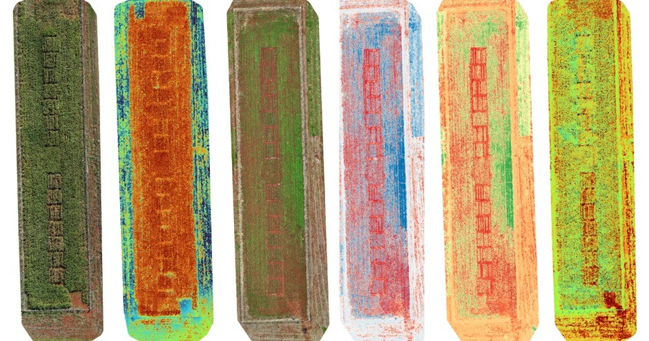 Drones, sensores e inteligência artificial ajudam a identificar mais rápido variedades de milho tolerantes à seca - QTU Questões do Universo