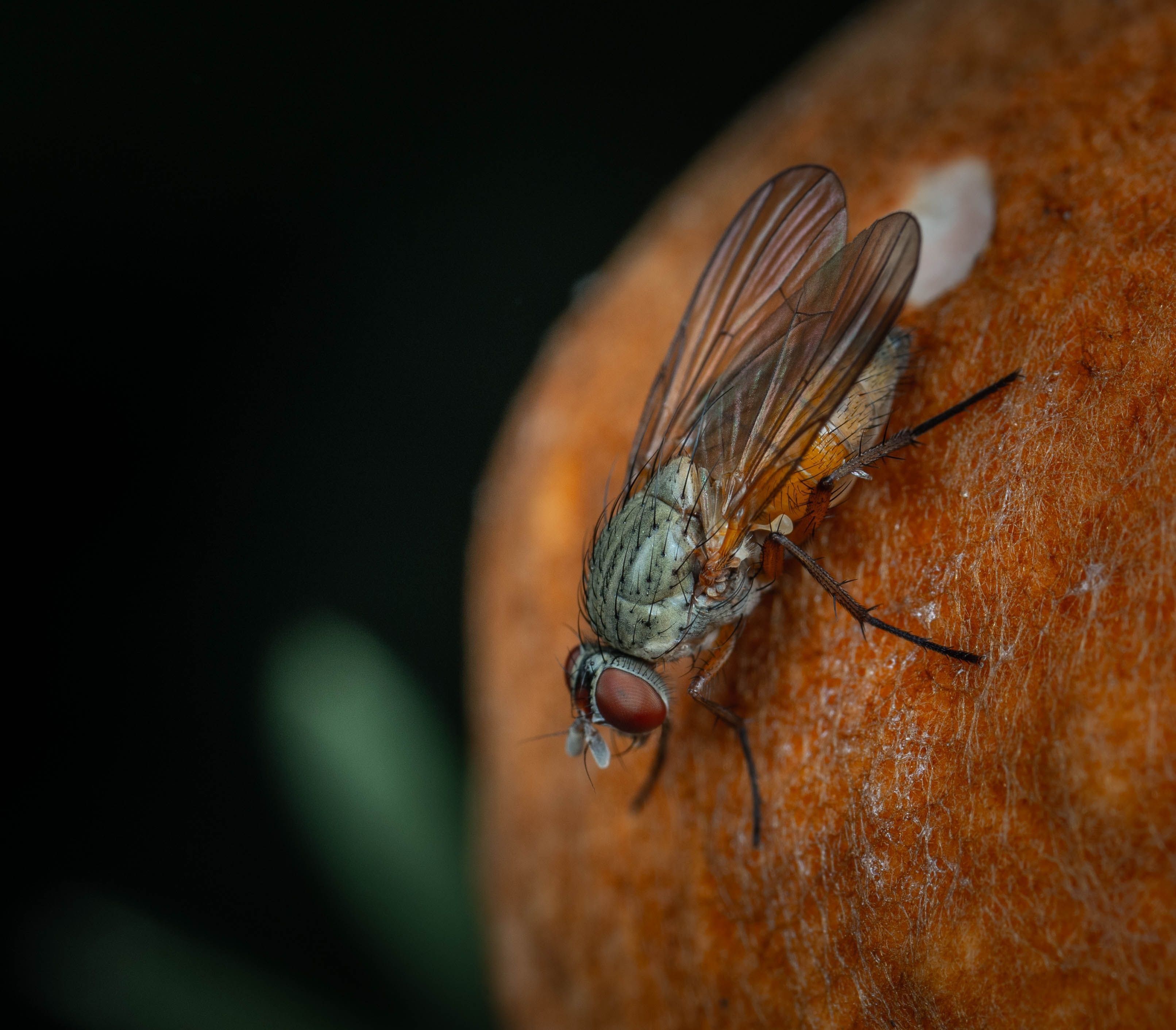 Pesquisadores do Google usam IA para mapear sistema nervoso de uma mosca com 166 mil neurônios