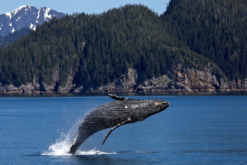 A área está repleta de vida marinha e tem uma grande variedade de baleias — Foto: Pexels