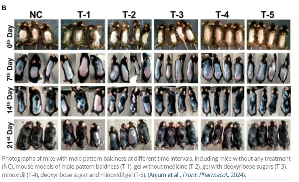 Pesquisa revela crescimento de pelos em camundongos — Foto: Reprodução