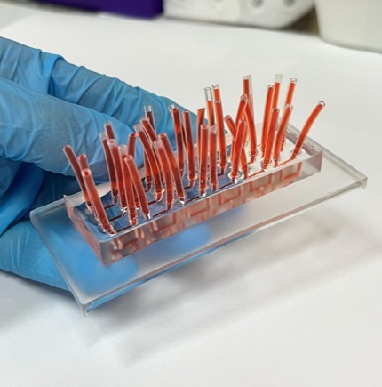 Tecnologia brasileira simula tecidos humanos em 3D e pode reduzir testes em animais