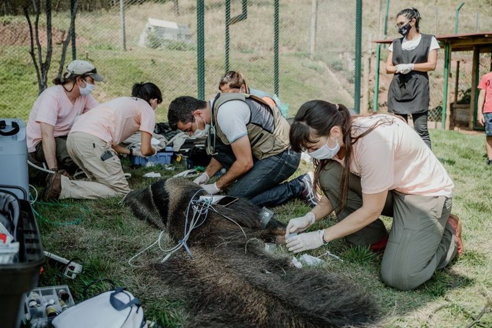 Veterinários e biólogos do projeto TamanduaASAS — Foto: AURÉLIO GOMES/DIVULGAÇÃO/VIA BBC