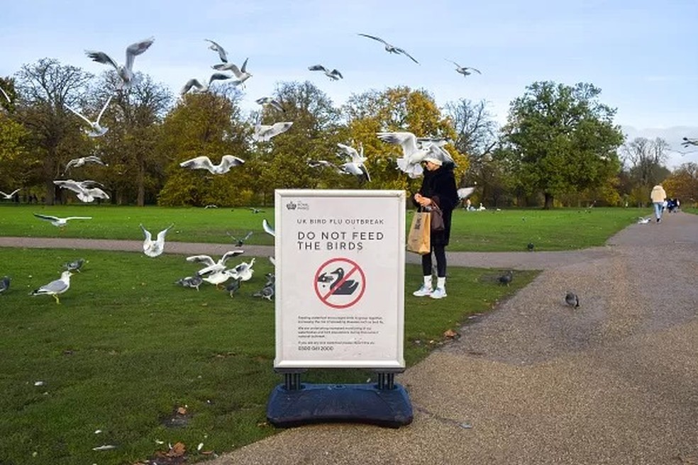 Em parques no Reino Unido, foram instaladas placas pedindo que as pessoas não alimentem as aves para evitar o contato com o vírus da gripe aviária — Foto: GETTY IMAGES via BBC