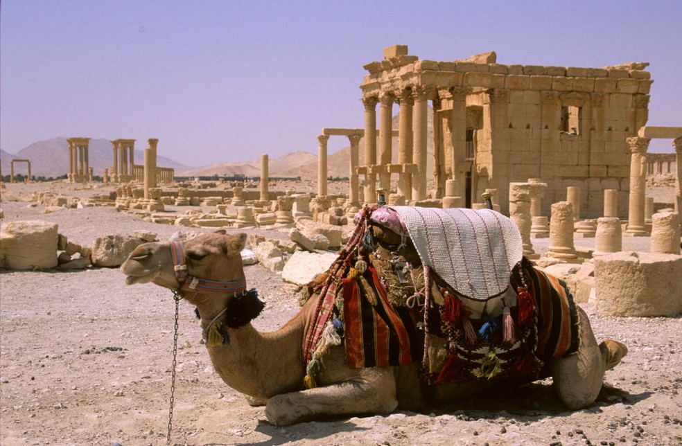 Camelos levam turistas para o Santuário de Baal Shamin, em Palmiria, na Síria — Foto: Antonella Carri/REDA/Universal Images Group via Getty Images