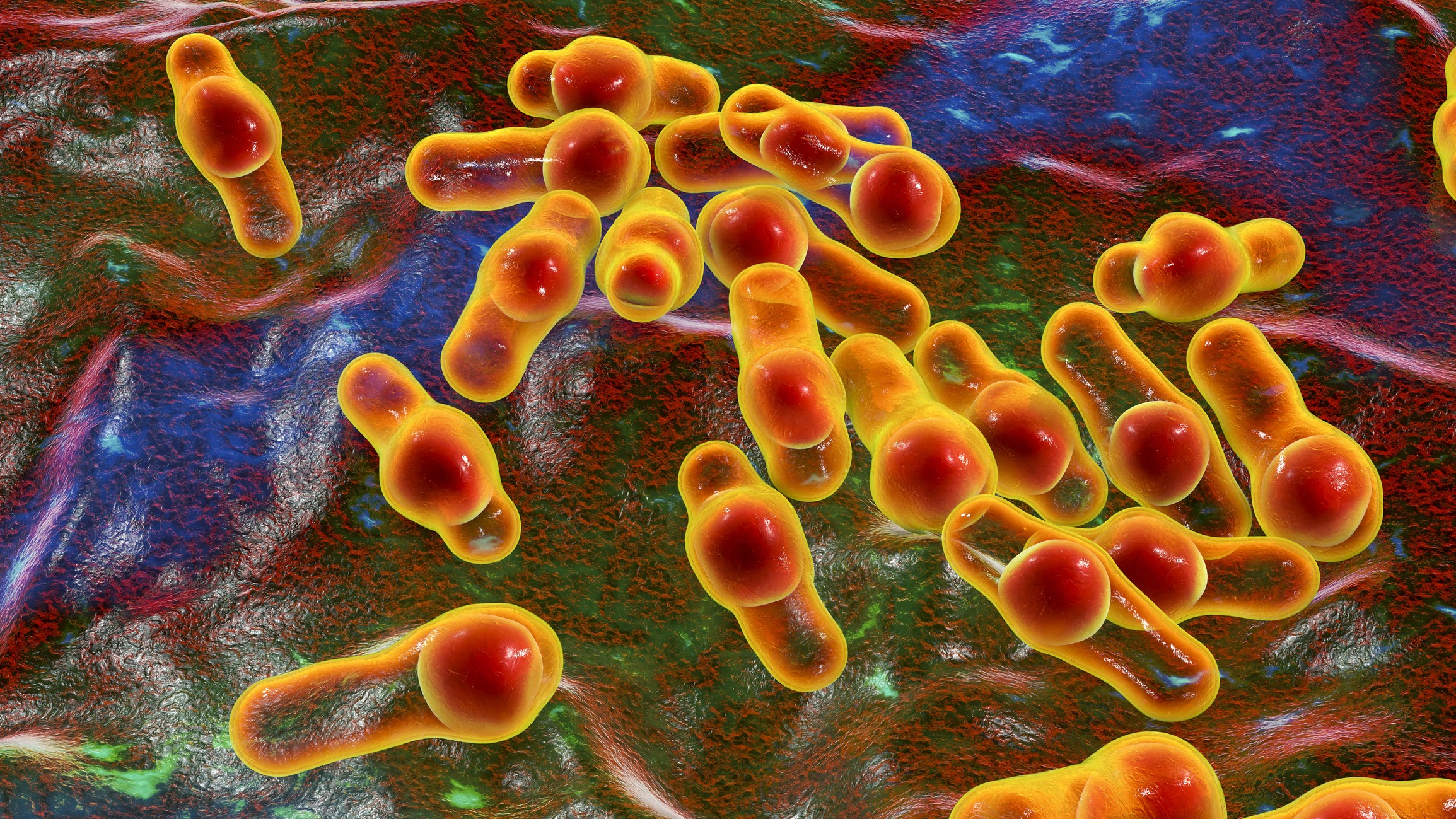 Cientistas modificam genética de bactérias para serem usadas para 'comer' tumores por dentro