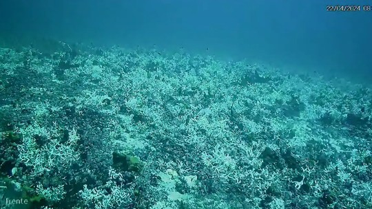 Branqueamento de corais é registrado a 60 metros de profundidade