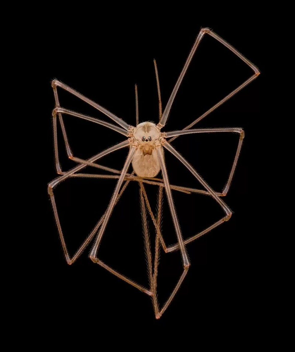A imagem da aranha (Pholcus phalangioides) ficou em quarto lugar na categoria 'top 20' do concurso — Foto: ANDREW POSSELT/NIKON SMALL WORLD via BBC