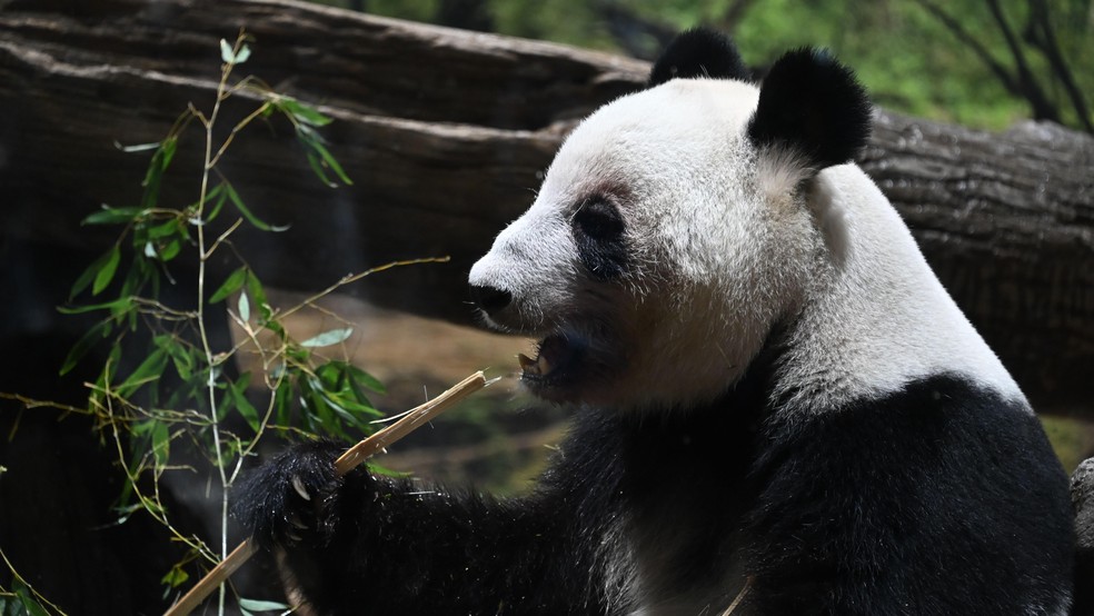 Em janeiro, milhares de pessoas fizeram fila no Zoológico Ueno, no Japão, para se despedir dos pandas Lei Lei (foto) e Xiao Xiao, que seguiram de volta para a China em consequência do aumento das tensões entre os dois países — Foto: BBC News fonte
