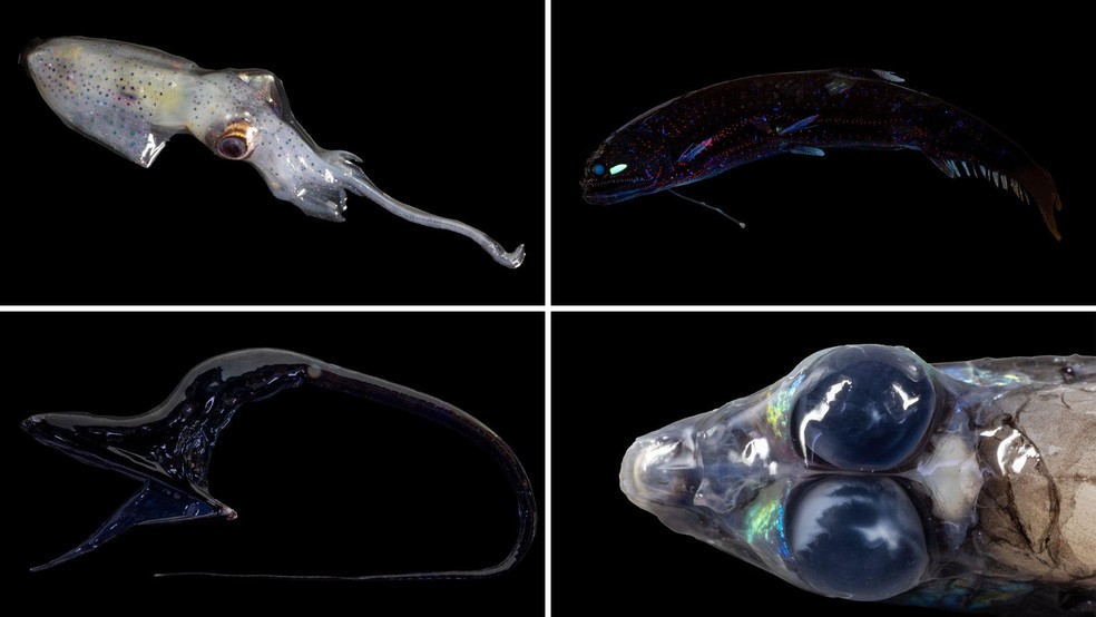 Uma lula da família Enoploteuthidae, um peixe-dragão (Neonesthes), uma enguia-pelicano (Eurypharynx pelecanoides) e um peixe-barril (Opisthoproctus soleatus) — Foto: BBC News fonte