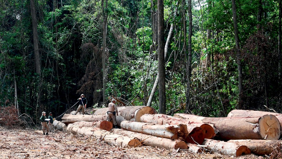 Derrubou, tem que levantar - O Pará é o estado campeão de desmatamento. Poderá se tornar líder de reflorestamento? — Foto: Getty Images