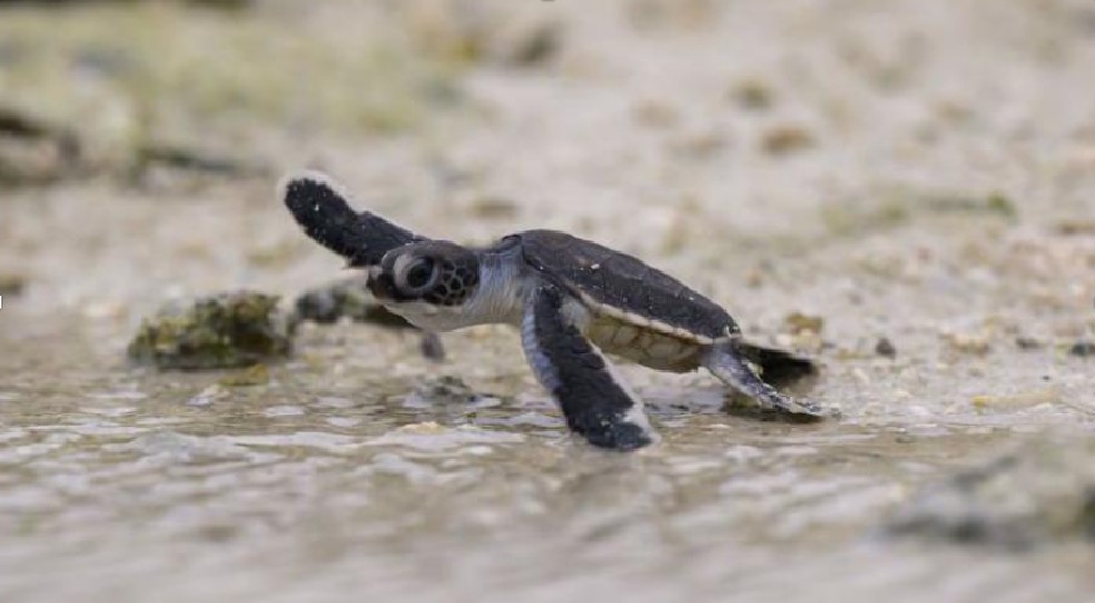 As emissões de carbono estão crescendo e a natureza permanece em declínio — Foto: Getty Images via BBC News