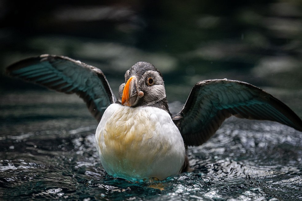 Um volume menor do que três cubos de açúcar podem matar pássaros marinhos como o papagaio-do mar (Atlantic puffin) — Foto: Didem Mente/Anadolu via Getty Images