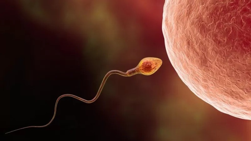 Contagem de espermatozoides diminuiu pela metade nos últimos 40 anos — Foto: Getty Images via BBC News