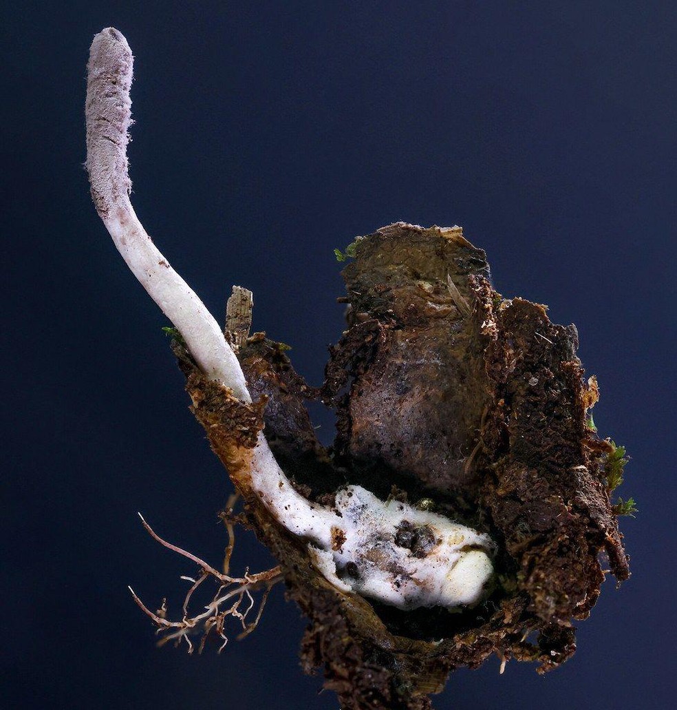 Na imagem acima, é possível ver a aranha morta (parte inferior, na parte onde há terra) e o estroma, ou corpo de frutificação do fungo, que cresceu para fora do chão da floresta — Foto: BBC News fonte