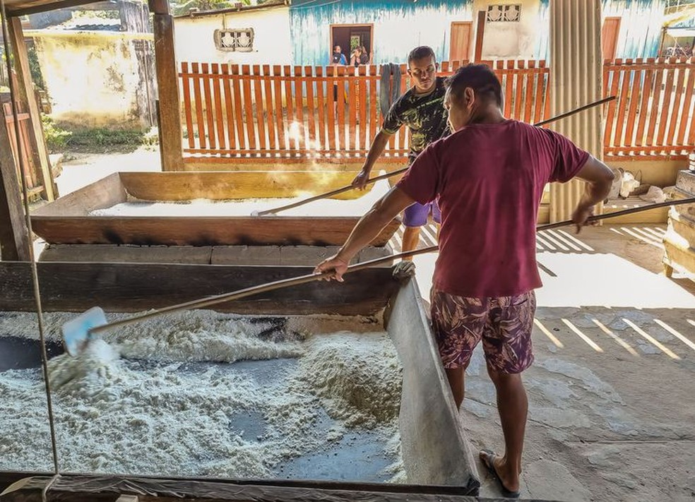 Alimento ancestral dos puyanawa, a mandioca é transformada em farinha — Foto: Pedro Rafael Vilela/Repórter da Agência Brasil