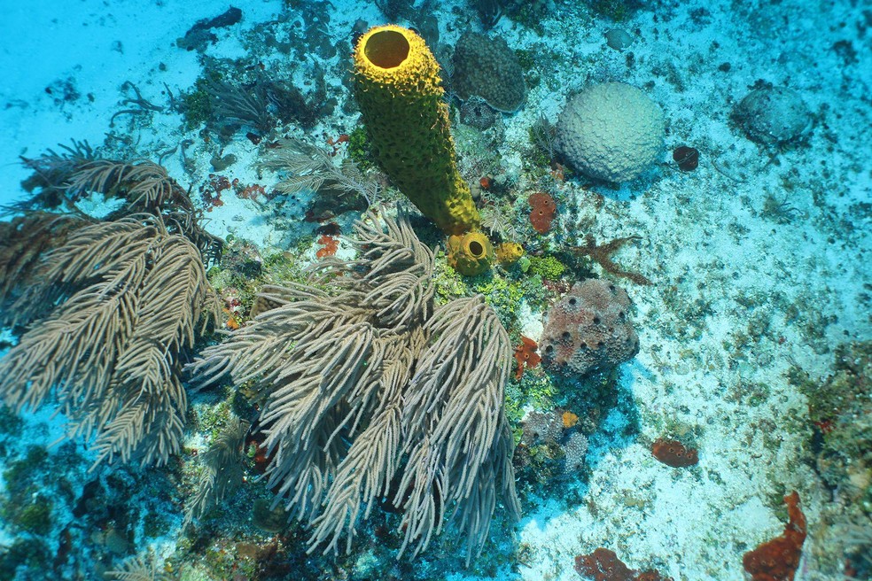 Coral em águas pouco profundas de Pickle Bank, nas ilhas Cayman — Foto: BBC News fonte
