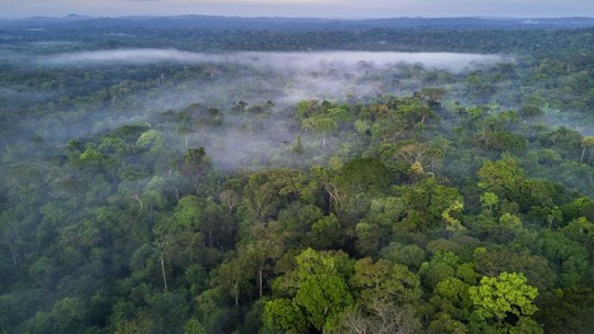 Recursos do Fundo Amazônia serão destinados à preservação do bioma