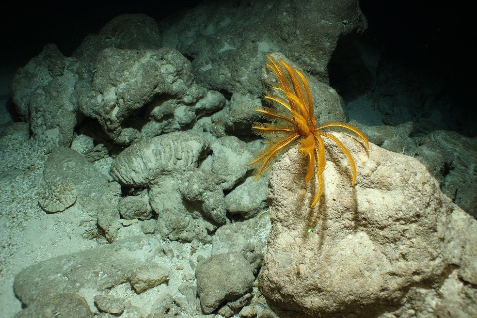 Recife antigo de Pickle Bank, nas ilhas Cayman — Foto: BBC News fonte