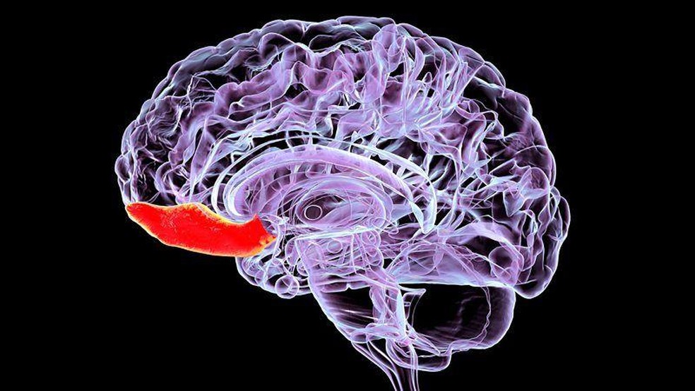 A camada externa do córtex orbitofrontal parece ser particularmente vulnerável a impactos — Foto: BBC News fonte