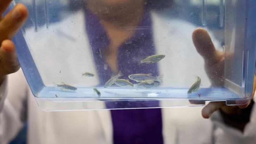 Seres humanos e zebrafish compartilham 70% do DNA — Foto: JOSÉ FELIPE BATISTA E RENATO RODRIGUES/COMUNICAÇÃO BUTANTAN via BBC