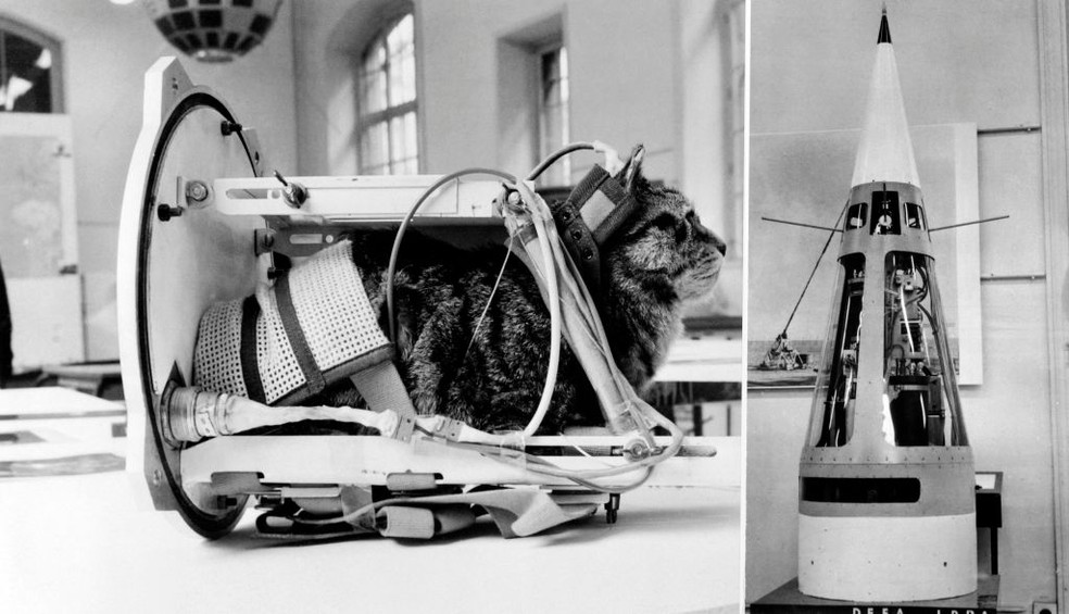 Em 18 de outubro de 1963, Félicette, uma gata preta e branca encontrada nas ruas de Paris, foi enviada ao espaço em um foguete de sondagem Véronique AGI 47. — Foto: AFP via Getty Images