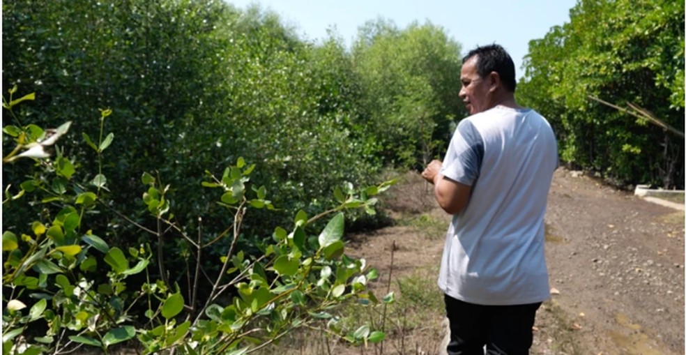 Wasito plantou árvores de mangue ao redor do bairro, que podem ajudar a proteger contra as inundações causadas pela maré — Foto: Ivan Batara/BBC