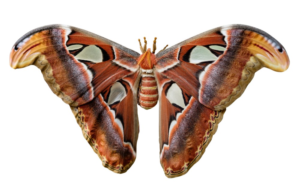 A ponta das asas da mariposa se parecem com cabeças de cobra — Foto: Getty Images