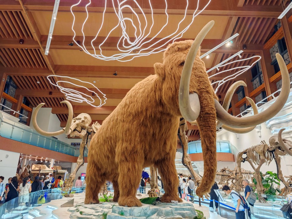 Réplica do mamute lanoso no Museu de História Natural de Nova York — Foto: Getty Images
