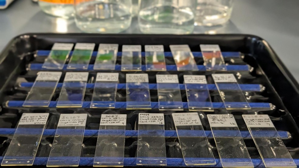 sem descrição — Foto: BBC News fonte