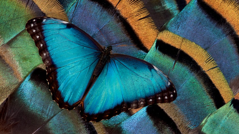  — Foto: Getty Images