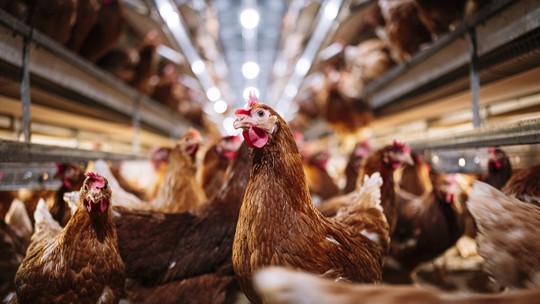Cientistas criam IA para tentar traduzir o que dizem as galinhas