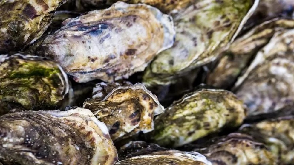 'A criação de mexilhões e de ostras são muito positivas em seus impactos, porque elas podem até ajudar a limpar os ecossistemas costeiros e mitigar problemas', explica o professor Chris Armstrong — Foto: GETTY IMAGES via BBC
