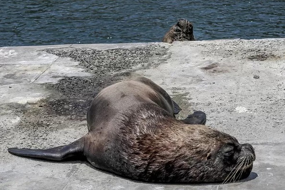 Milhares de leões marinhos morreram de gripe aviária na costa do Peru — Foto: GETTY IMAGES via BBC