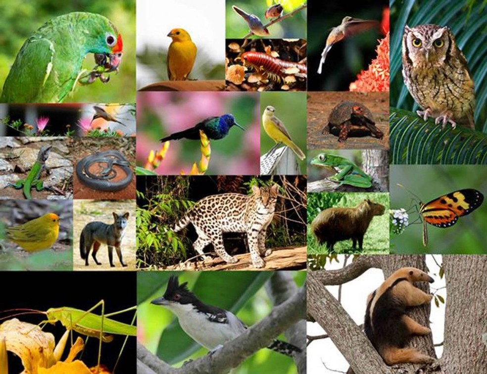 Fauna brasilera tem 364 espécies em perigo de extinção  — Foto: Reprodução