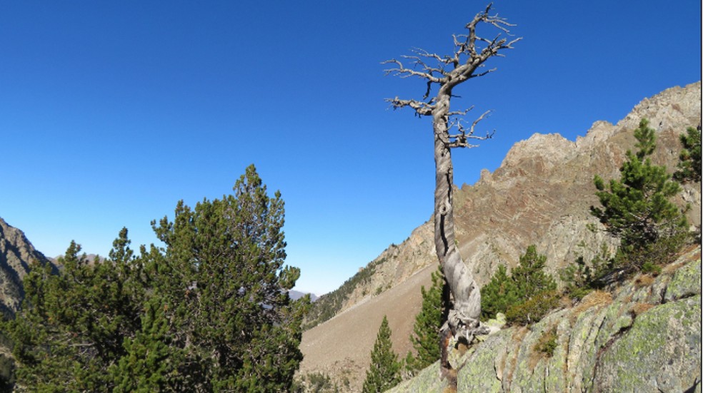 Anéis de árvores nos Pirineus espanhóis indicam verões excepcionalmente frios em 1345, 1346 e 1347 — Foto: Ulf Büntgen via BBC News