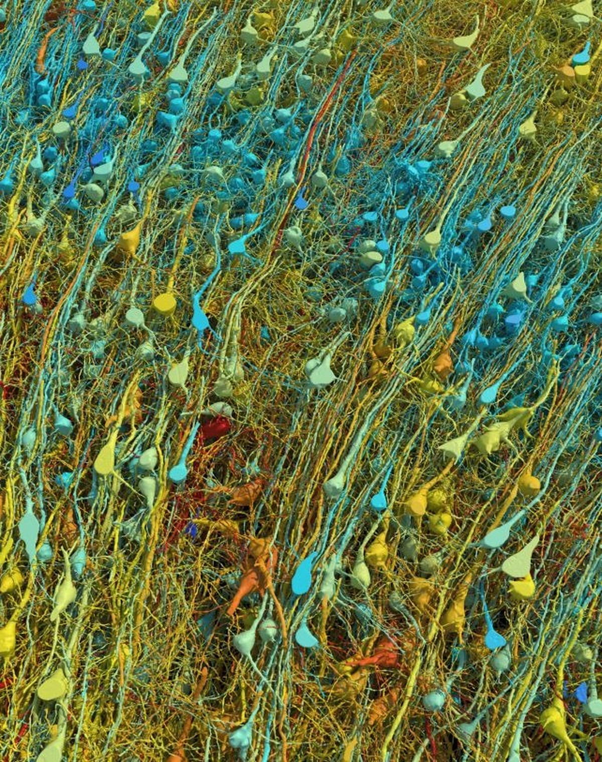 Las imágenes revelan en detalle un milímetro cúbico del cerebro humano;  Ver |  tecnología