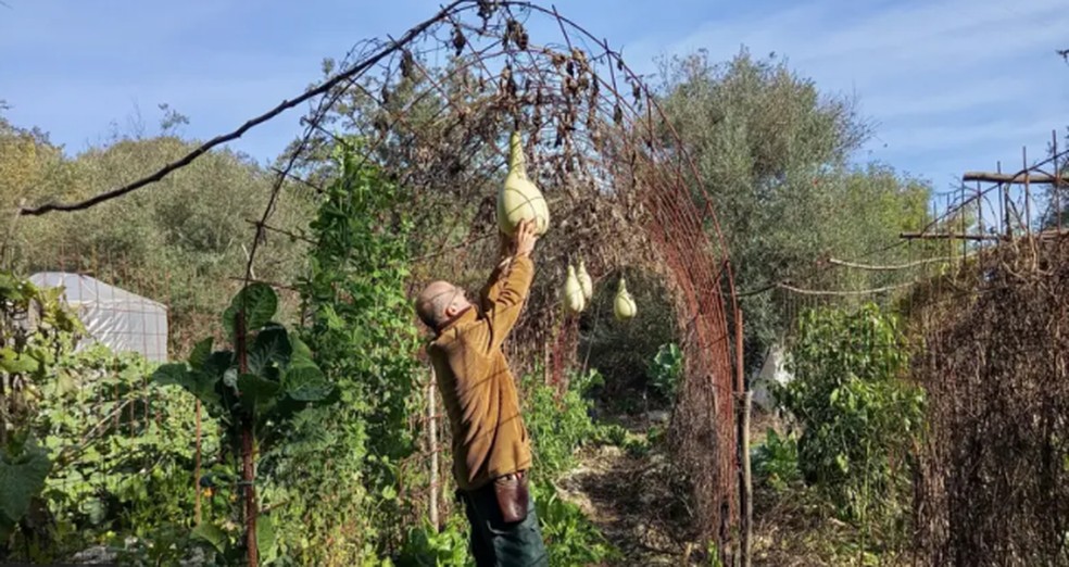 Entre muitas outras coisas, Roger cultiva na horta abóboras Yakteen, uma variedade palestina — Foto: Cortesia/BBC News