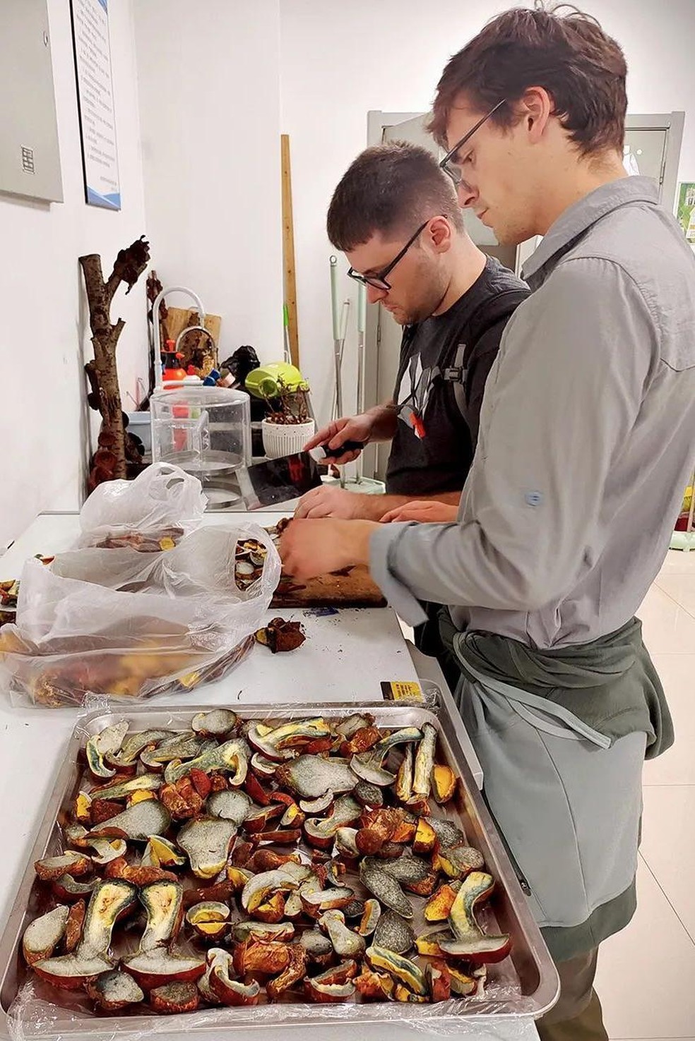 Domnauer e seus colegas ainda tentam identificar o composto alucinógeno presente no L. asiatica — Foto: BBC News fonte