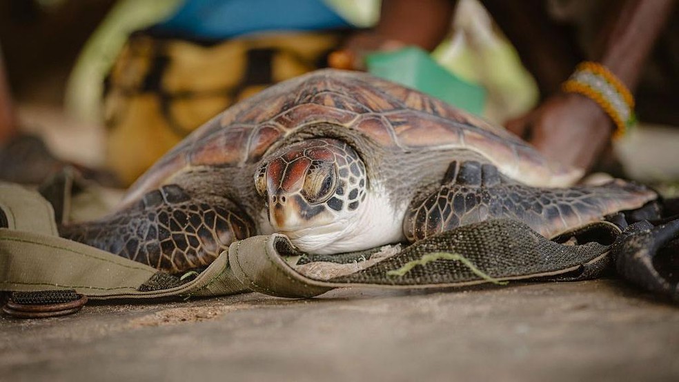 As tartarugas-verdes, que antes eram objeto de caça, foram salvas à beira da extinção — Foto: BBC News fonte