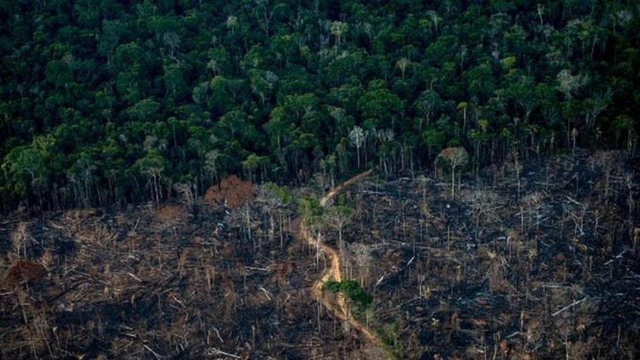 Taxa de desmatamento na Amazônia aumentou nos últimos anos, revelam as estatísticas do governo federal
