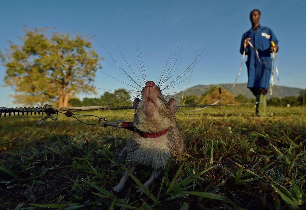 Ratos treinados podem detectar a presença de minas terrestres muito mais rápido que os métodos convencionais — Foto: BBC News fonte