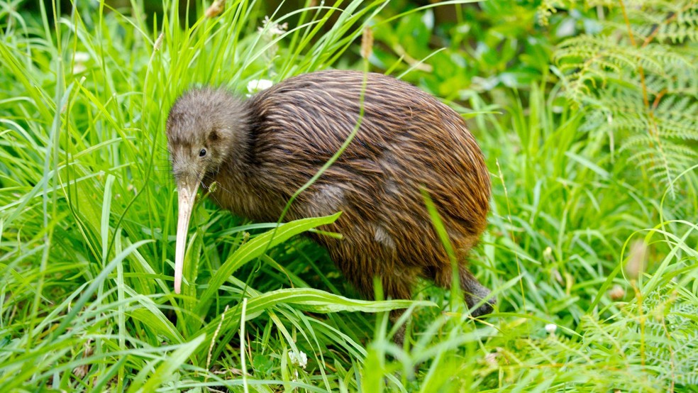 O kiwi é um pássaro nativo da Nova Zelândia. A ave que não voa é o símbolo dos seus moradores, que estão saindo em grandes números do país — Foto: BBC News fonte