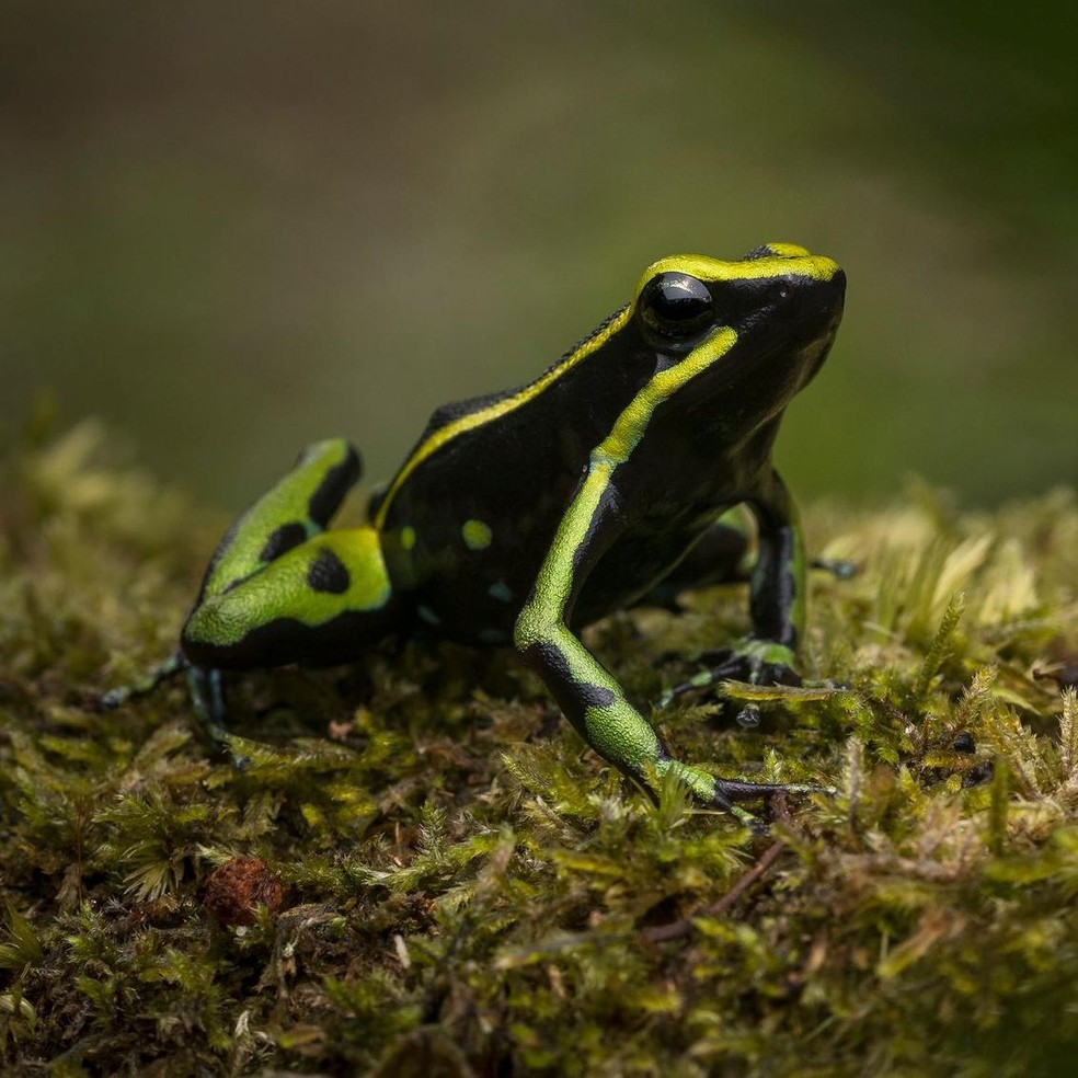 O sapo-flecha (Ameerega trivittata) desenvolveu suas toxinas como defesa contra os predadores — Foto: BBC News fonte