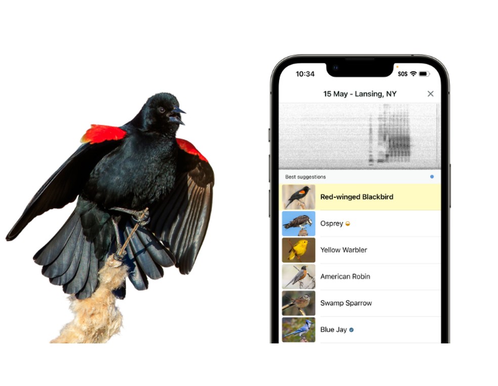 Aplicativo Merlin Bird — Foto: Reprodução/Merlin Bird